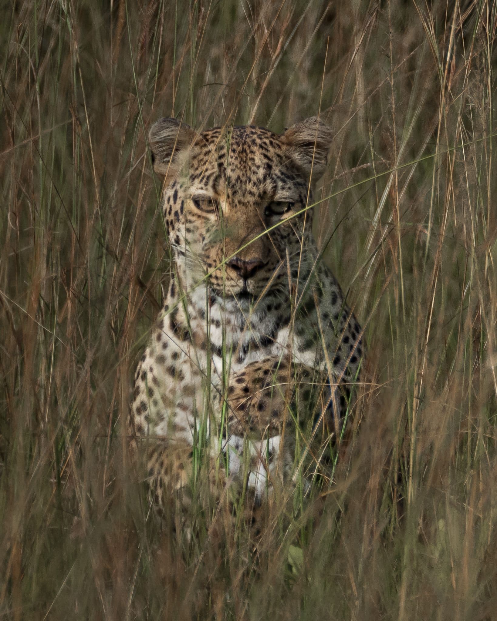 A leopard watching from tall grass