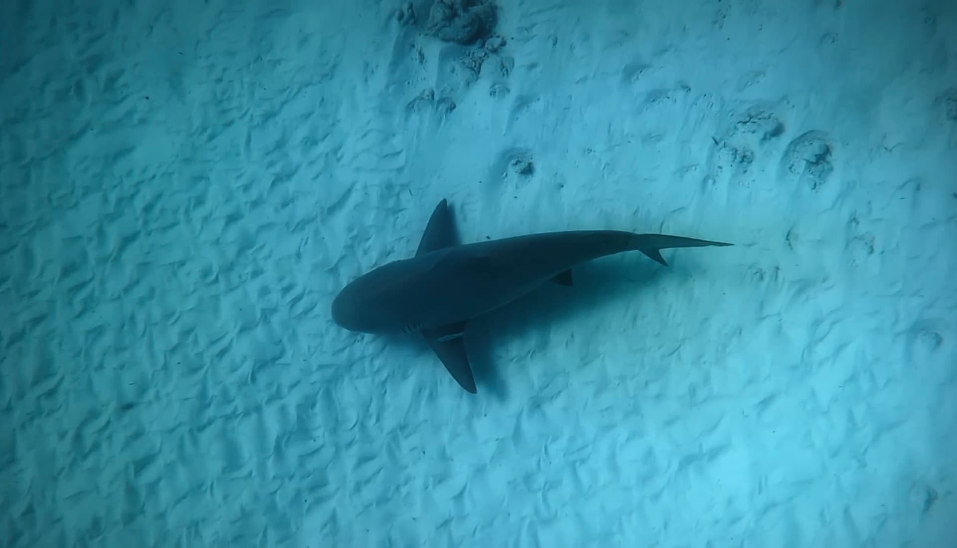 A still from the Untold Wildlife documentary trailer