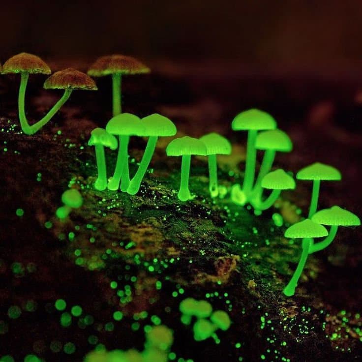 The Secret Kingdom of Fungi Beneath the Soil